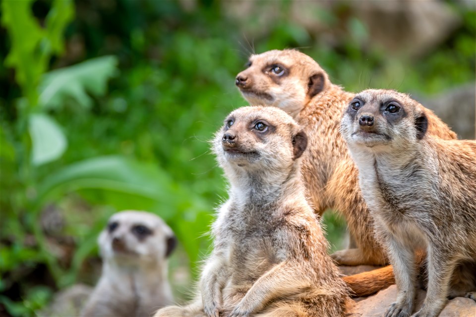 FlyingMeerkat – Your Ultimate Travel and Technology Magazine