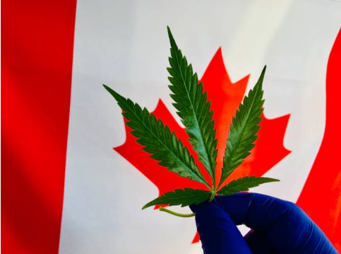 The Insider’s Guide to Canada’s Bud Market: 2024’s Top Premium Picks