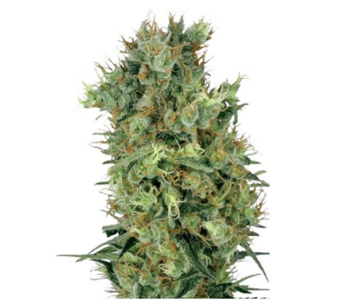 Breaking It Down: Feminized Medicine and Auto-Flowering Cannabis Compared