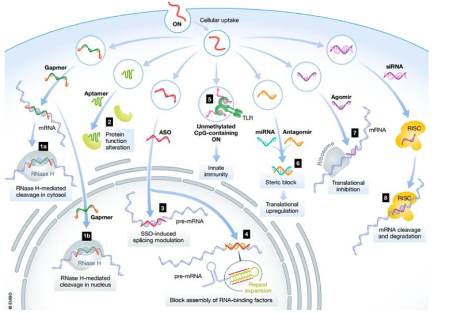 What Are Oligonucleotides and How Do They Work in Therapy?