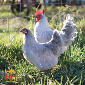Lavender Orpington: The Beautiful Rare Chicken Breed Lavender Orpington
