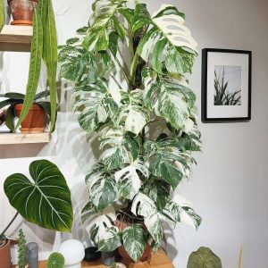 Monstera Albo
