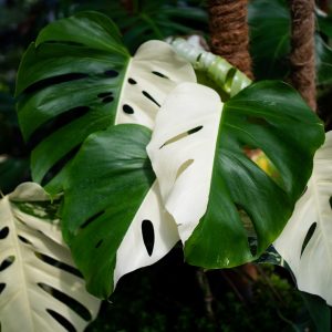 Monstera Albo