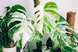 Monstera Albo