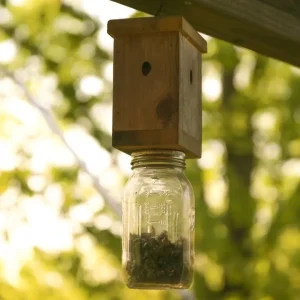 Carpenter Bee Traps