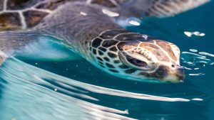 Sea Turtles Zanzibar