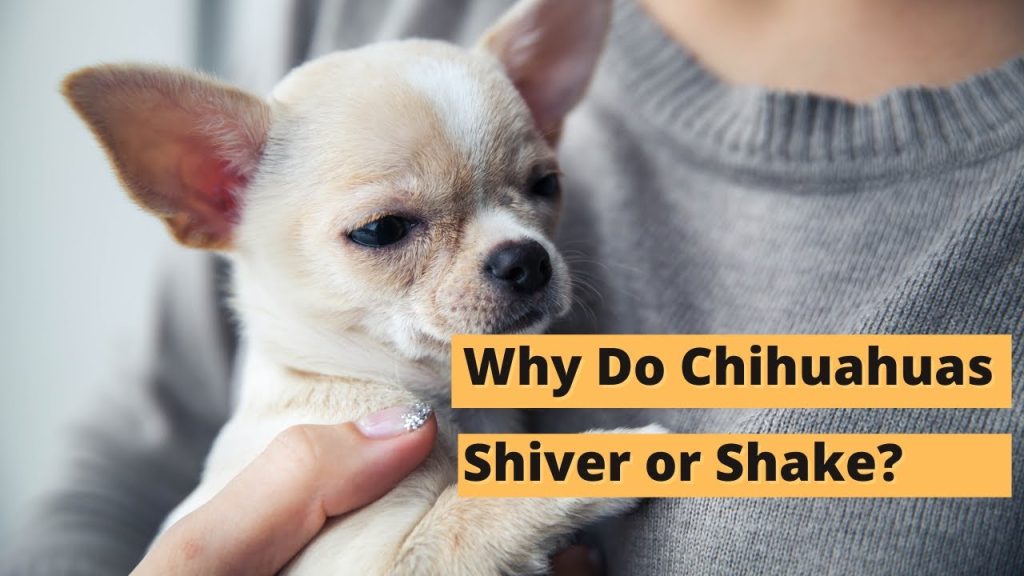 Why Chihuahuas Shake: Understanding the Causes Behind Their Tremors