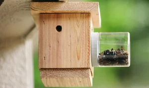 Carpenter Bee Traps