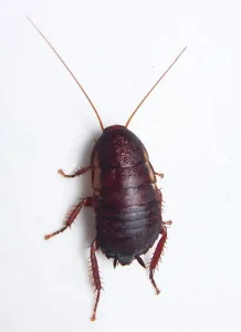 Florida Woods Cockroach