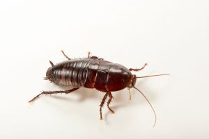 Florida Woods Cockroach
