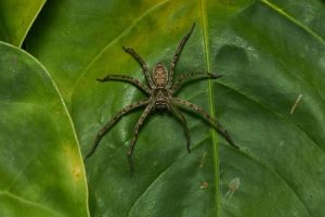 Huntsman Spider Florida