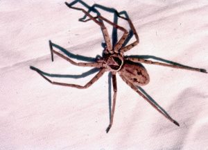 Huntsman Spider Florida