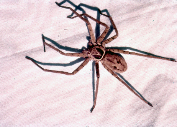 Huntsman Spider Florida: Friend or Foe? Huntsman Spider Florida