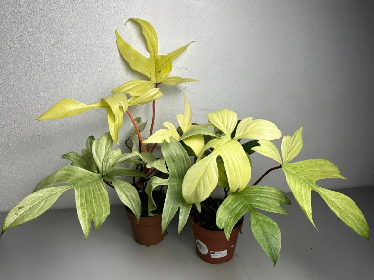 Florida Ghost Philodendron: A Rare Tropical Houseplant