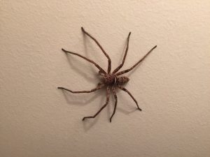 Huntsman Spider Florida